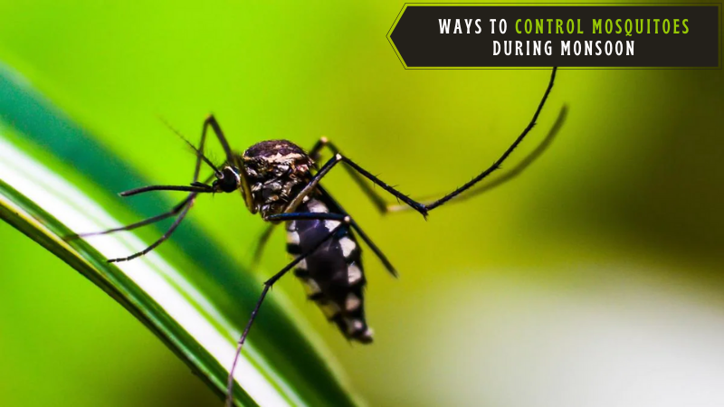 Ways to Control Mosquitoes during Monsoon