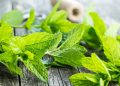 Mint Leaves Good Health Benefits