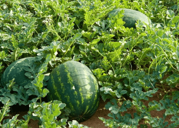 Watermelon Cultivation