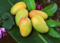 Indian-mangoes