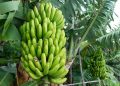 Banana Farming Process in India - Easy & Beneficial