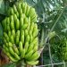 Banana Farming Process in India - Easy & Beneficial