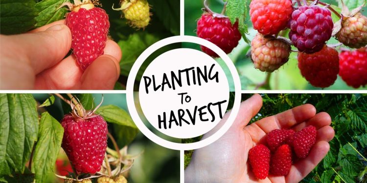 Raspberries Farming - Growing, Planting and Harvesting