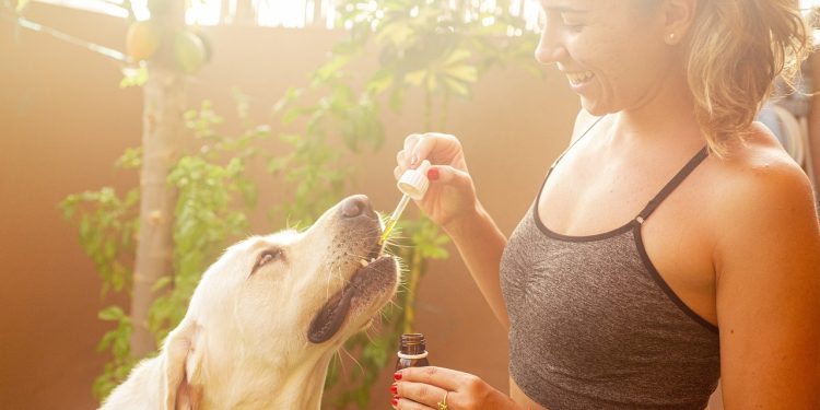 Is CBD Oil Good for Dogs