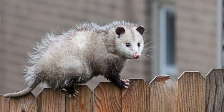 Some Helpful ways To Remove Possums From Your Garden