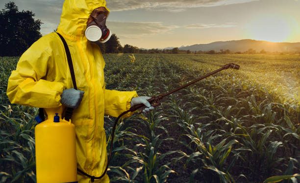 Worker spraying toxic pesticides or insecticides on corn plantation