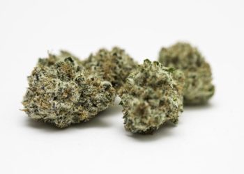 Everything You Need To Know About OG Kush