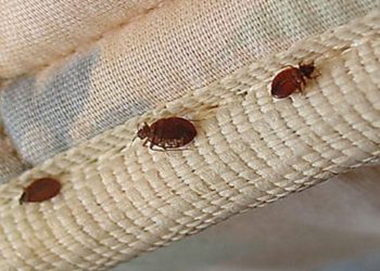 How To Get Rid Of Bugs In Your House And Garden