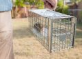 Professional Wildlife Trapping Services in Lexington KY