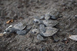 Turtles Hatch in Queensland.