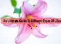type of lilies